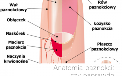 Anatomia paznokci: czy naprawdę znamy strukturę naszych naturalnych paznokci? Dlaczego tak ważne jest, aby wiedzieć, które części go tworzą?